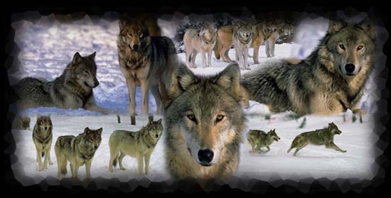 Anime Wolf Pack. [Image: wolf-pack.jpg]